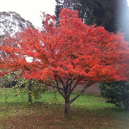 Menabillie Manor Bed and Breakfast Bowral Exterior foto