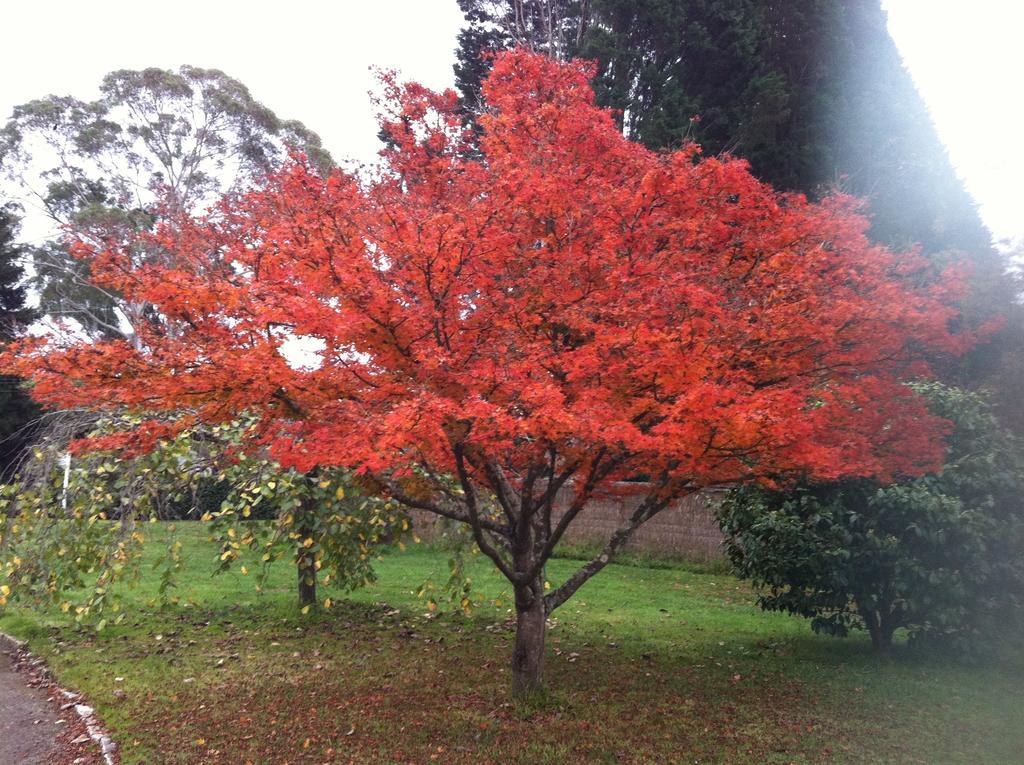 Menabillie Manor Bed and Breakfast Bowral Exterior foto